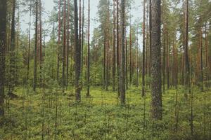 Sample landscape
